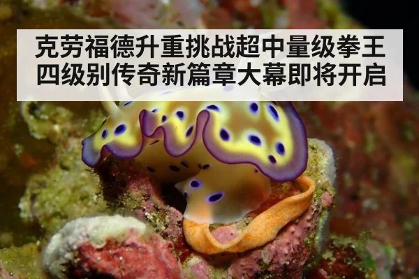 克劳福德升重挑战超中量级拳王四级别传奇新篇章大幕即将开启
